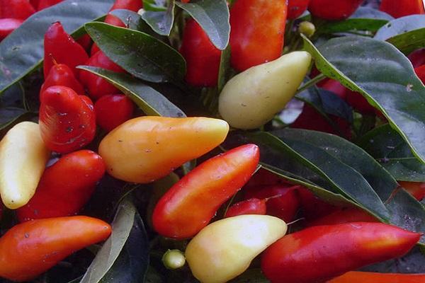 las verduras crecen