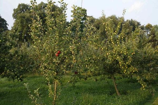 taman kebun