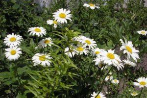 Planting and caring for a cornfield in the open field, description of species and srt