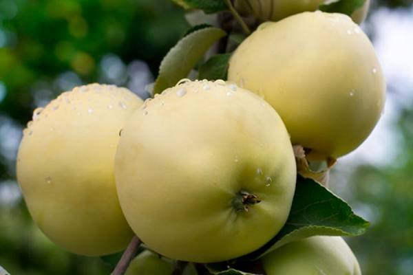 manzanas verdes