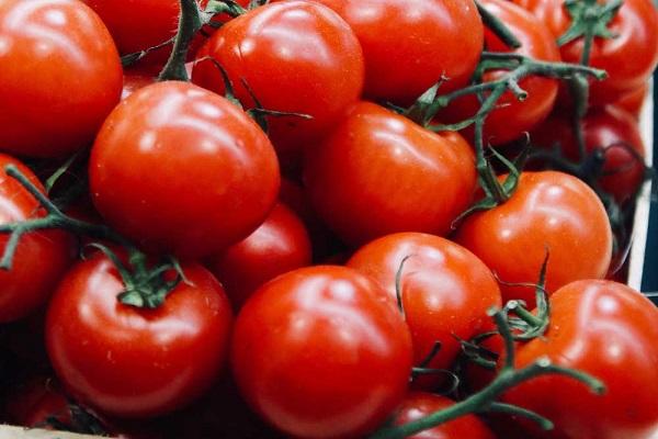 large tomatoes