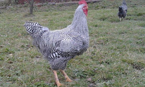 Race de poulet Plymouth Rock