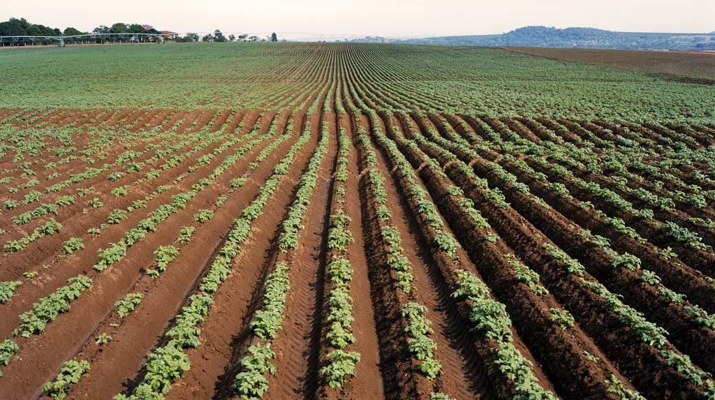 utiliser pour les pommes de terre