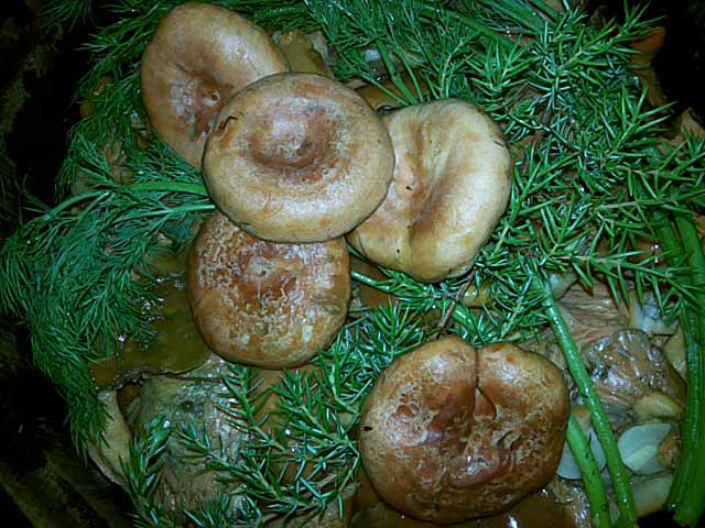 champignons à la table