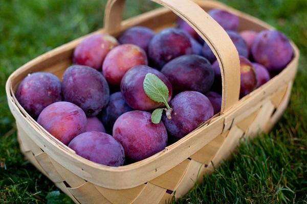 basket of plums