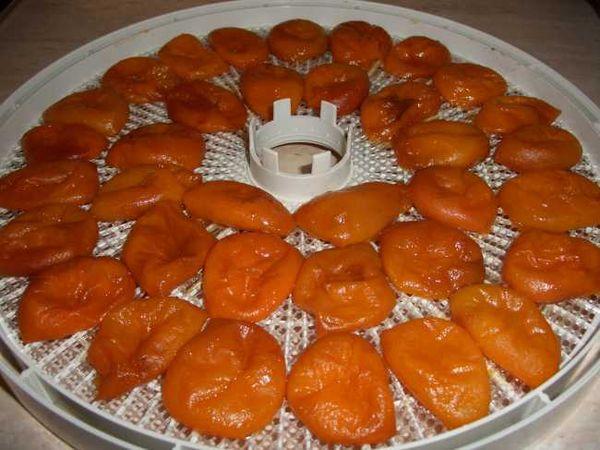 Dried apricots in an electric dryer