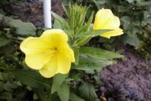 Rules for planting and caring for evening primrose in the open field, description of varieties