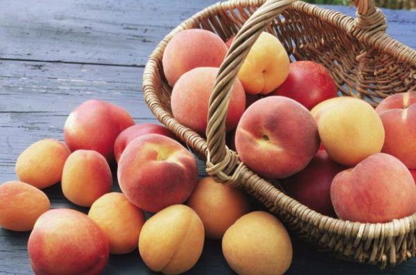 peaches and apricots