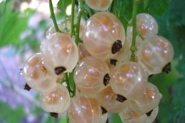 white currant