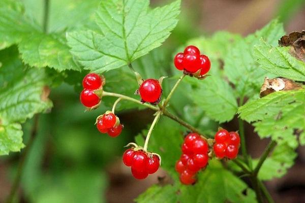 berries on the bush