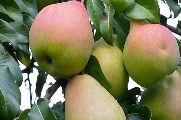 fruit sur l'arbre