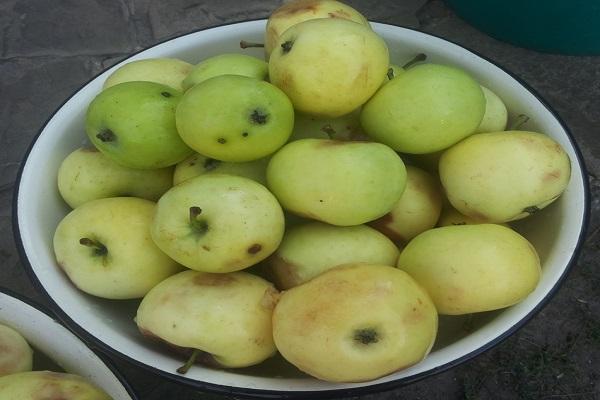 manzanas pequeñas