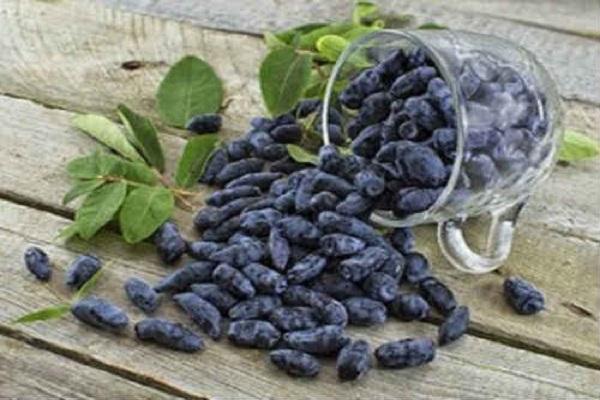 honeysuckle berries