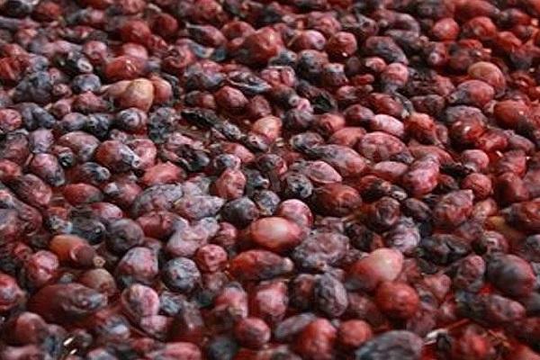 drying berries