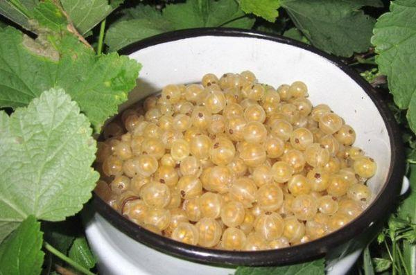 white currant