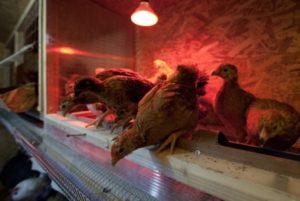 Duración de las horas de luz para las gallinas ponedoras en invierno, normas y régimen de iluminación.