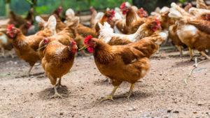 Pour quelles raisons les poulets domestiques meurent-ils et comment y remédier