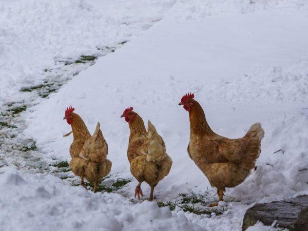 Pollos en invierno