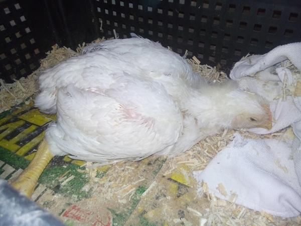 dyspepsia in broilers