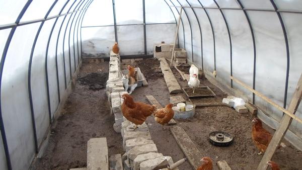 Poulets en hiver dans une serre en polycarbonate