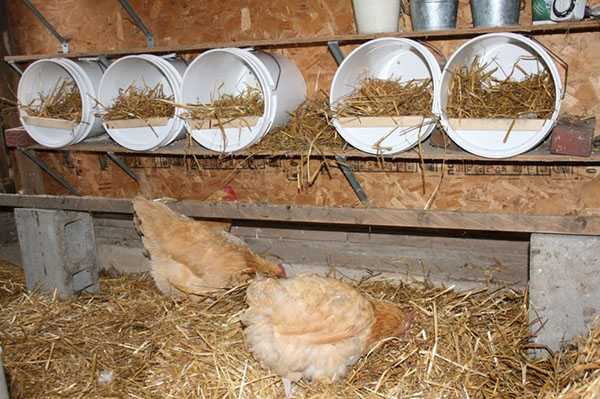 Alimentando pollos en el gallinero.