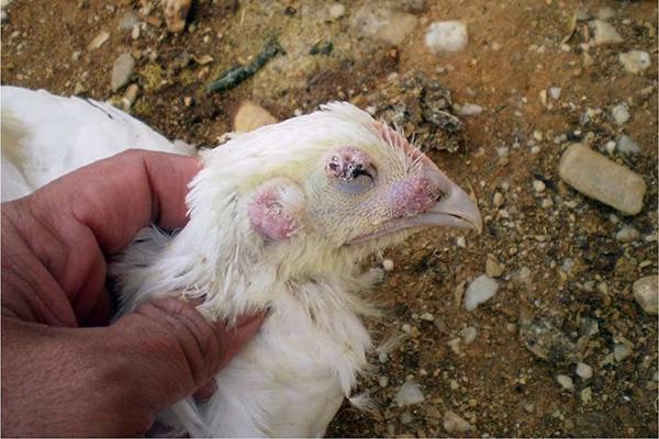 Aspergilosis en pollos