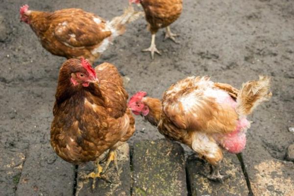 Picorer les poules