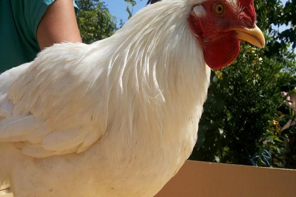 poulets hercules