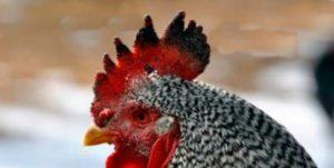 Why does a rooster or chicken have black spots on the comb, causes of the disease and methods of treatment