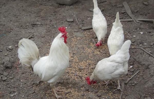 Régime alimentaire de la race de poulets Hercules