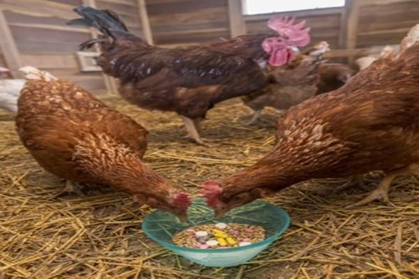 cómo dar antibióticos a las gallinas