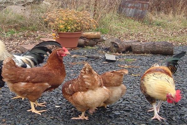 antibiotiques pour poulets