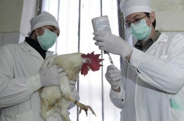 poulets de chair chez le vétérinaire