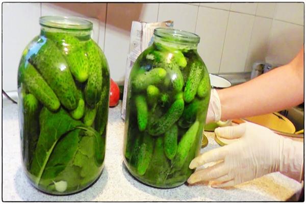 fermentation of cucumbers