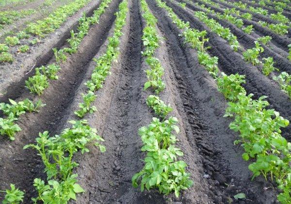 advantages of herbicide