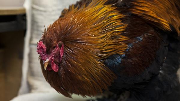 grippe aviaire chez les poulets