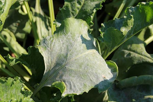 powdery mildew on sugar beets