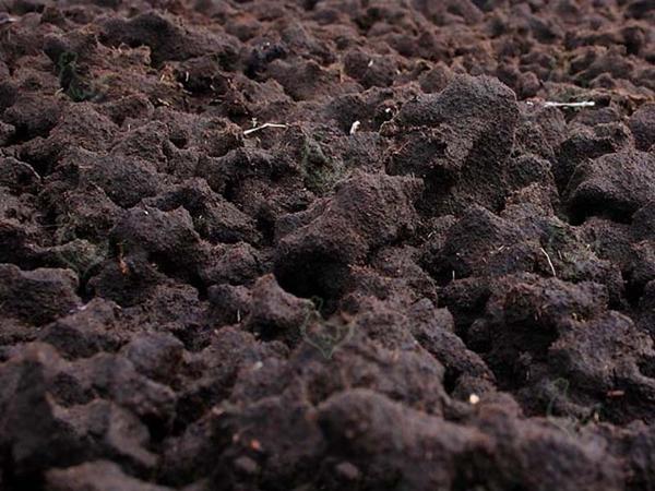 Moss peat in a chicken coop