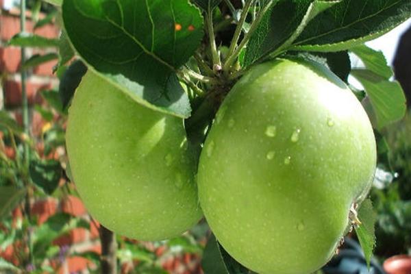 Manzanas en el arbol