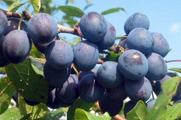 Ternovka plum