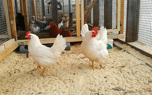 Chicken coop floor