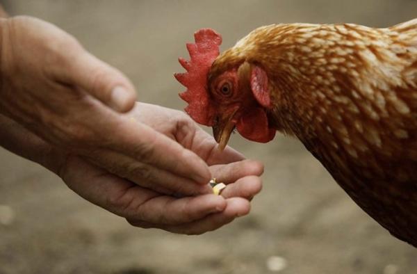 Felucene pour poulets