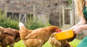 Cómo dar aceite de pescado líquido y en cápsulas a las gallinas ponedoras, reglas de dosificación