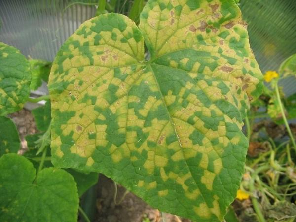 Peronosporosis on a cucumber leaf