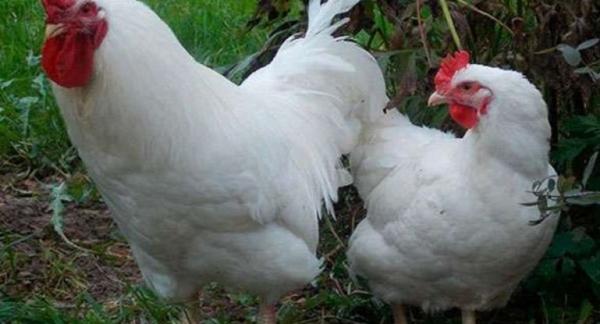 Hercules chickens