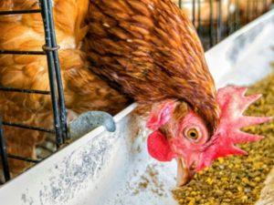 How to properly give yeast to chickens at home