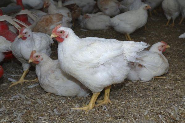 Hypovitaminose chez les poulets de chair