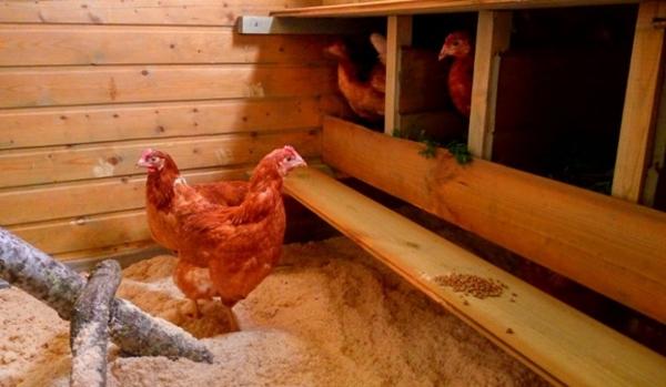 Chips and sawdust for the floor in the chicken coop