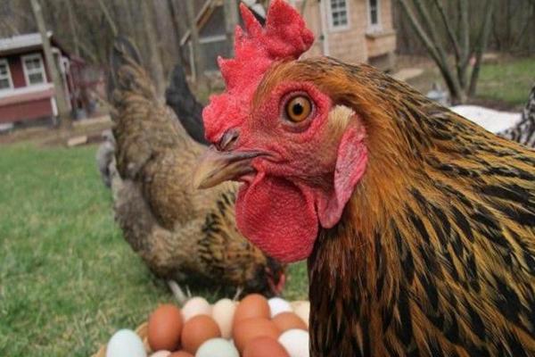 Pienso para gallinas ponedoras