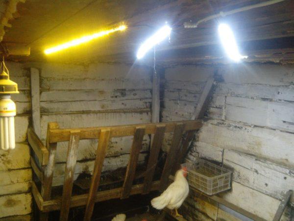 Lámparas fluorescentes en el gallinero